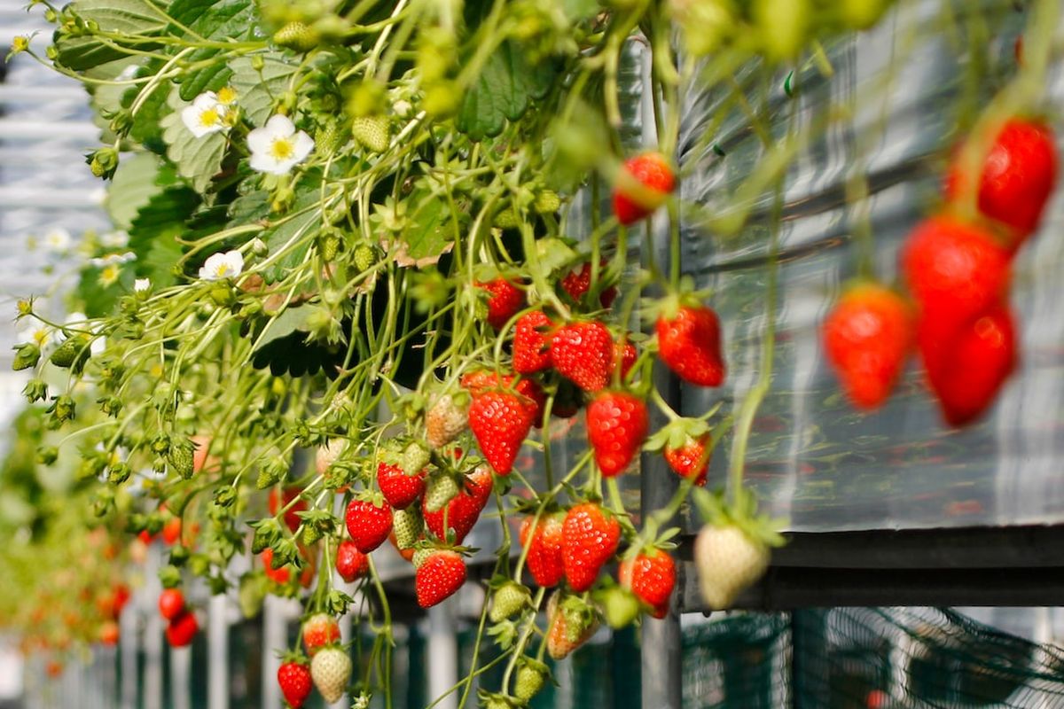 Ilustrasi tanaman stroberi, menanam strawberry.