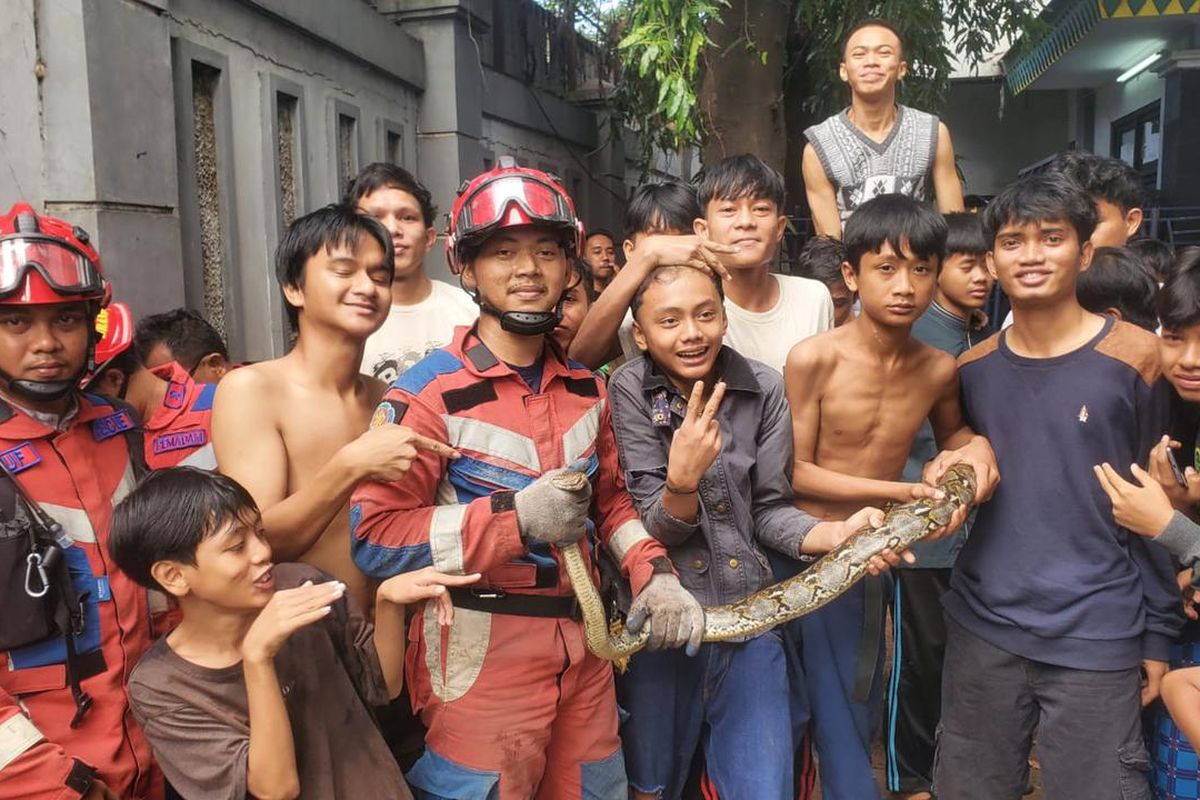 Ular Sanca yang berhasil dievakuasi oleh petugas Damkar Tanjung Priok.