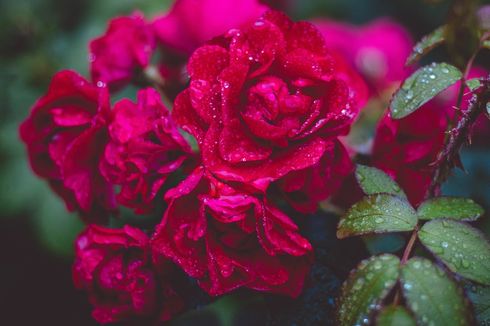5 Tips Merawat Bunga Mawar agar Rimbun, Sehat, dan Berbunga Besar