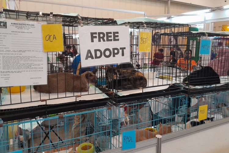 Adopsi Kucing dan Anjing Gratis di PETFEST 2025, Bagaimana Caranya?