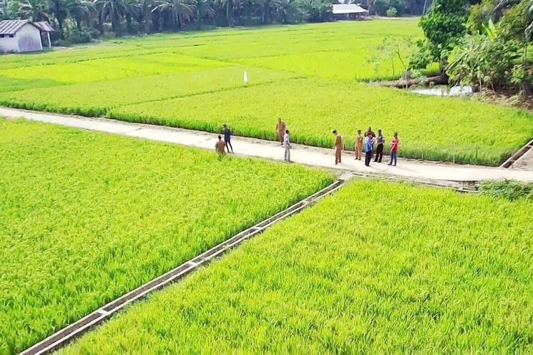 Lahan padi sawah yang terancam gagal panen akibat kemarau ekstrem, di Desa Pasir Maju, Kecamatan Rambah, Kabupaten Rokan Hulu, Riau, Senin (7/7/2025).
