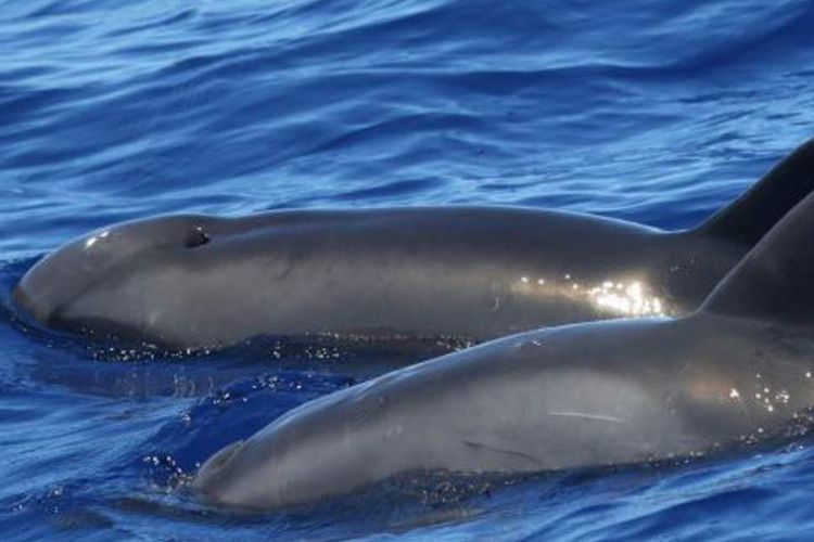 Hibrida lumba-lumba dan paus ditemukan di lepas pantai Hawaii