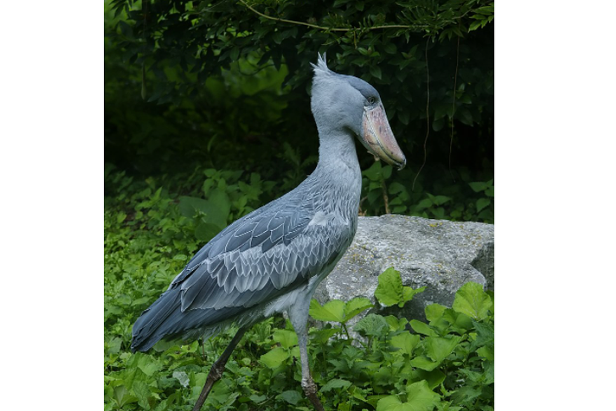 Shoebill Stork