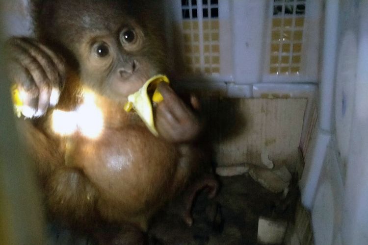 Anak Orangutan Sumatra yang diselundupkan melalui Pelabuhan Bakauheni. (FOTO: Dok. Karantina Pertanian Lampung)