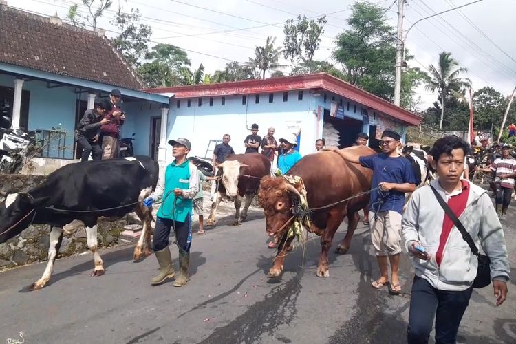 Tradisi Unik Lebaran di Boyolali, Sapi Dikalungi Ketupat dan Diarak