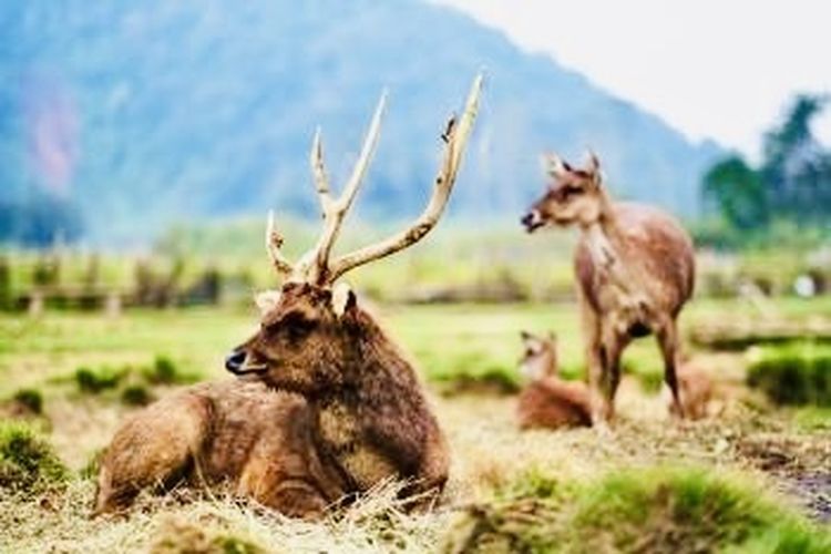 Kamu bisa mengajak anak-anak ke penangkaran rusa untuk memberi makan satwa sekaligus belajar tentang konservasi