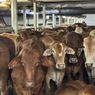 Pemerintah Berencana Impor Sapi, Kesiapan Pakan Jadi Hal Penting 