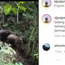 Langka, Puluhan Tahun Tak Terlihat, Gajah Sumatera Kembali Muncul di Sumbar