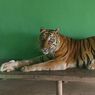 Harimau di Medan Zoo Kembali Mati, Bobby: karena Lanjut Usia
