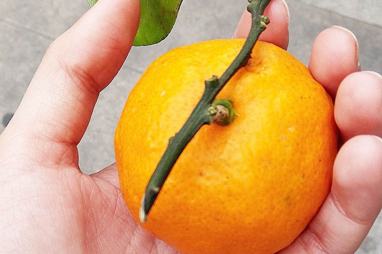 ilustrasi jeruk mandarin. 