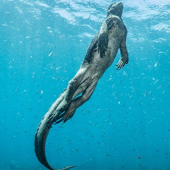 Iguana laut yang berenang