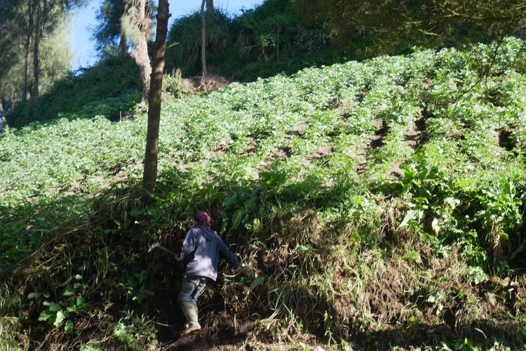 Warga mengecek tanamannya usai terjadi embun es di Desa Ranupane Lumajang, Selasa (26/7/2022)