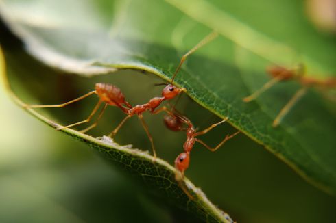 Cara Mengusir Semut pada Tanaman Hias