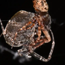 Laba-laba Penenun Jantan Segera Lompat Usai Kawin, Ini Alasannya