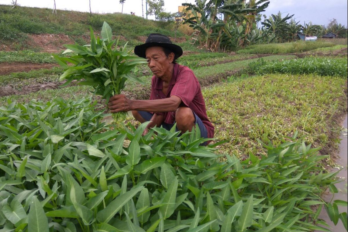 Muslim sedang memanen kangkung yang ditanamnya di tepi kanal banjir timur.