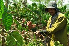 Ini Waktu Terbaik Pelesiran ke Kebun Kopi di Indonesia