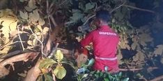 Angin Kencang Tumbangkan 86 Pohon, Pemkot Semarang Lakukan Evakuasi Semalam Suntuk