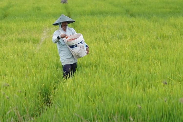 Ilustrasi petani di sawah.