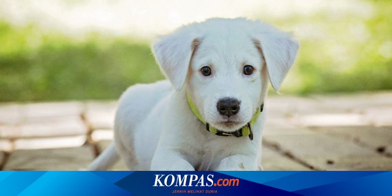 Studi Buktikan Anjing Punya Kemampuan Berhitung Halaman All Kompas Com