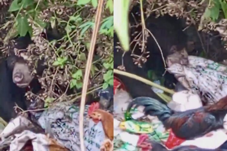 Mengais Tempat Sampah, Beruang Hitam di Lampung Terpancing Bau Sisa Makanan Warga