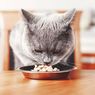 Alasan Kucing Tidak Mau Makan dan Apa yang Harus Dilakukan