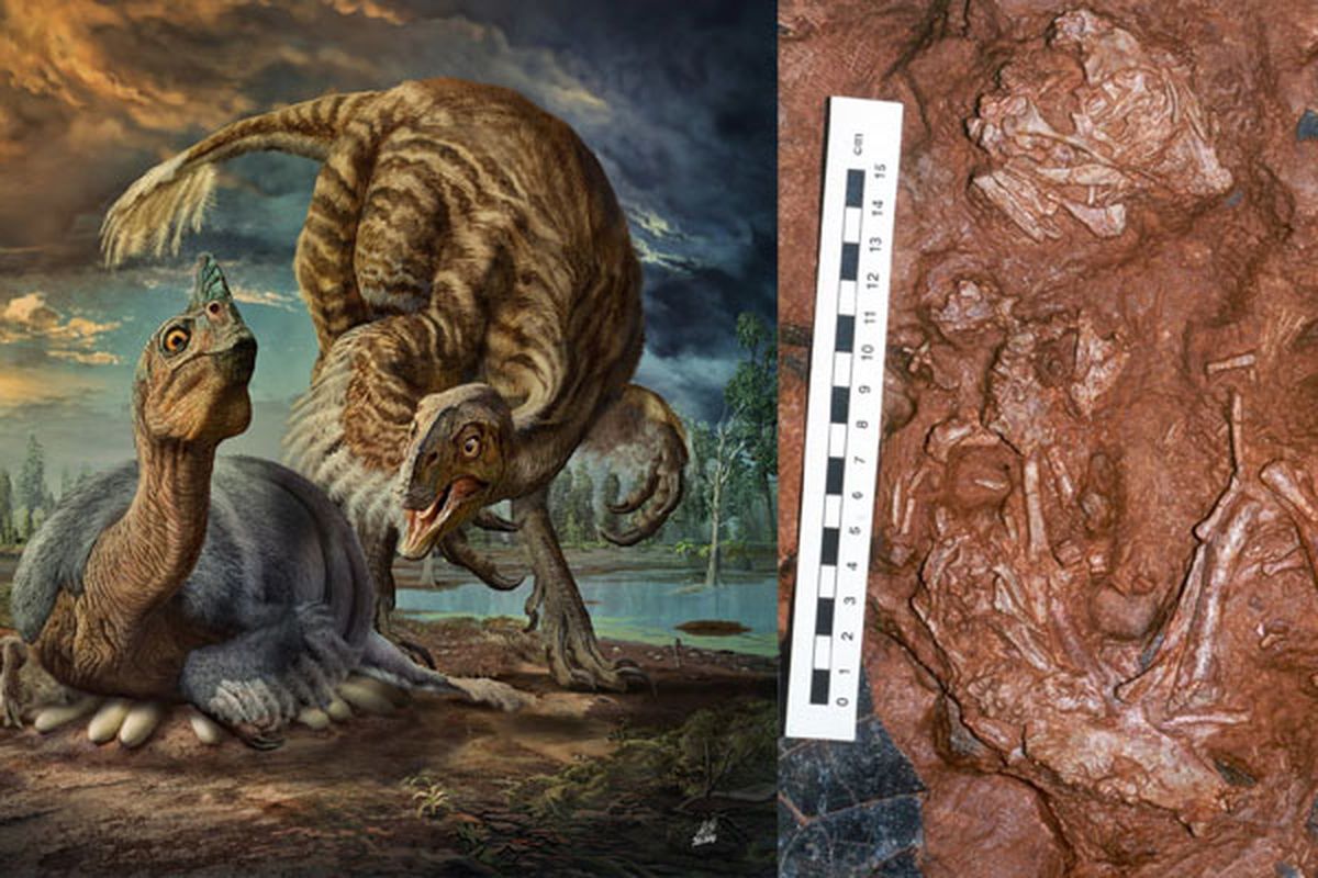 Ilustrasi Beibeilong sinensis (kiri) dan fosil Baby Louie (kanan)