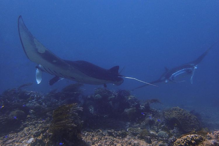 Ikan pari manta di Manta Point, Peraiaran TN Komodo.