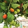 Tips Menanam Tomat di Pot Gantung agar Rajin Berbuah