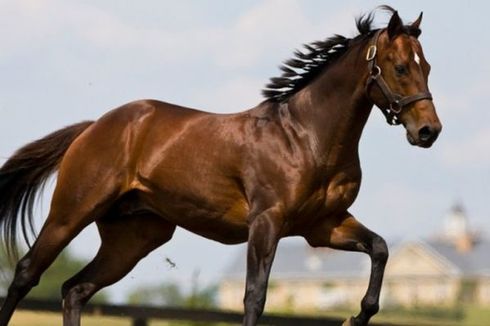 Prameswari Equestrian di Yogyakarta, Sekolah Berkuda untuk Pemula sampai Profesional