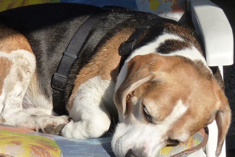 Penyebab, Tanda, dan Cara Mangatasi Anjing Peliharaan yang Hiperaktif Halaman all - Kompas.com