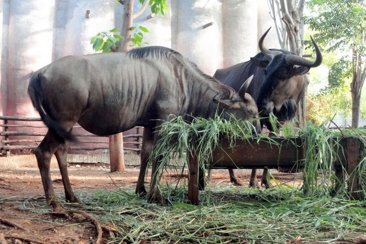 Koleksi satwa di Maharani Zoo dan Goa Lamongan, obyek wisata yang menawarkan wahana kebun binatang serta jelajah goa di dalam satu kawasan 
