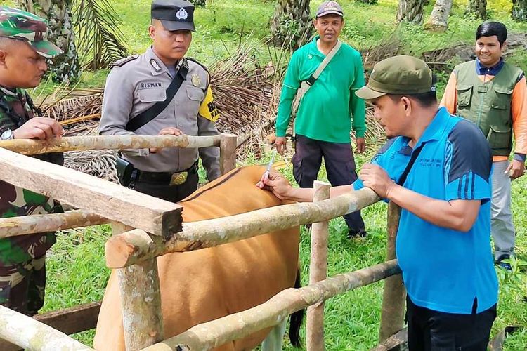 Petugas gabungan memberikan vaksinasi kepada ternak sapi untuk mencegah penyebaran PMK di Kabupaten Rokan Hulu, Riau, Minggu (26/6/2022).