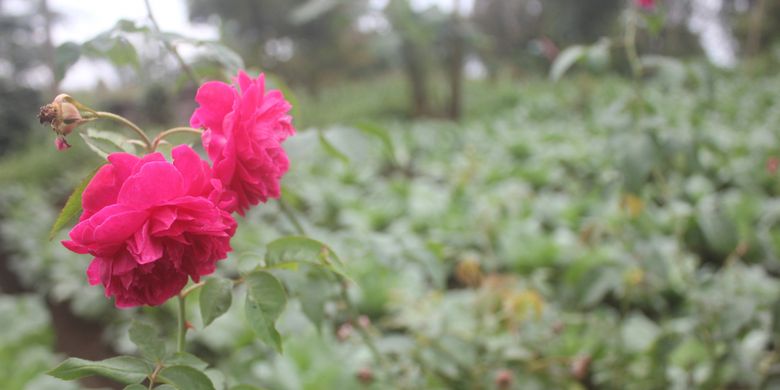 Mencari Nilai Tambah Bunga Mawar Lereng Gunung Lawu Halaman All Kompas Com