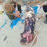 Pesut Ditemukan Mati di Pantai Bangka Selatan yang Penuh Sampah