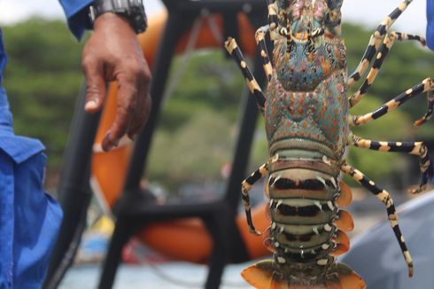 Bareskrim Polri Tangkap Penyeleweng Ekspor Lobster, 73.200 Ekor Benih Disita