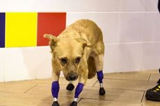 Monika, Anjing Terkenal Rusia, Punya Kaki Baru Pasca-Pendanaan Massal