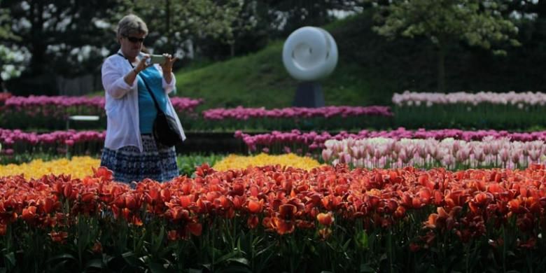 Suasana di Taman Bunga Tulip Keukenhof di Lisse, Belanda, Rabu (11/5/2016). Taman seluas 32 hektar ini menyimpan 7 juta jenis bunga dan tahun ini taman ini dibuka pada periode 24 Maret - 16 Mei 2016.
