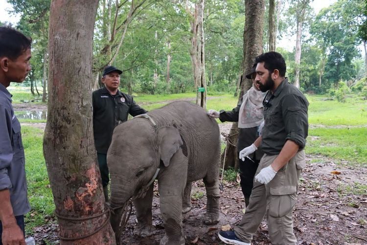 Vantara memeriksa gajah sumatera untuk mencegah penyakit herpes. 