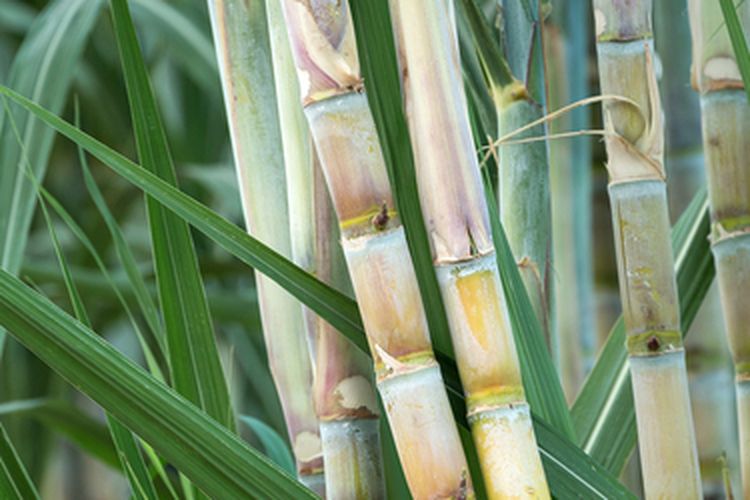 Ilustrasi kebun tebu