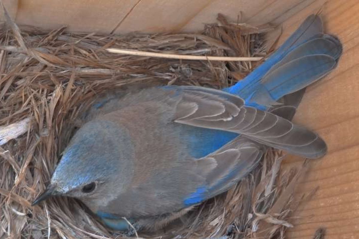 burung mengalami stres kronis setalah terus menerus terpapar polusi suara