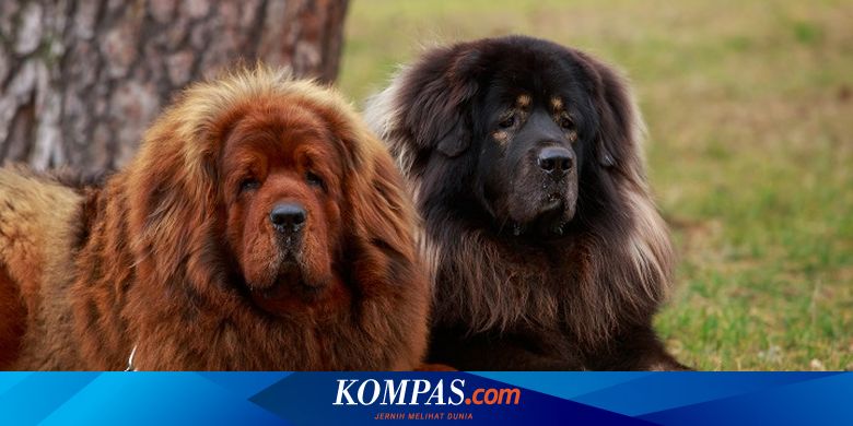 10 Ras Anjing Termahal di Dunia, Ada yang Mencapai Miliaran - Vimarsana News