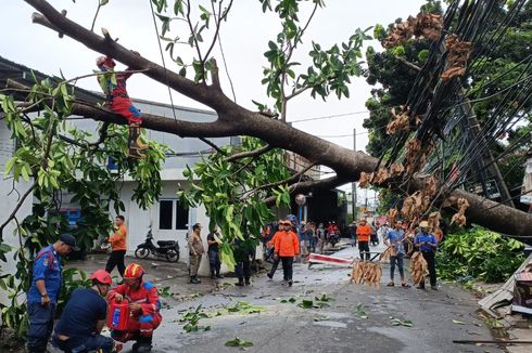 Pohon Setinggi 12 Meter Tumbang Diterpa Angin di Jatikramat, Damkar Kota Bekasi Terjunkan 11 Personel