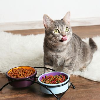 Ilustrasi makanan kucing, kucing sedang makan.