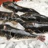 Mengenal Ikan Buntal yang Beracun, Termasuk Hidangan Mewah di Jepang