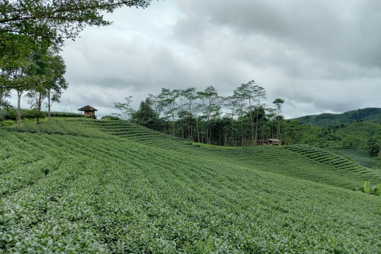 Perkebunan teh merupakan jenis sumber daya alam yang berada di daerah