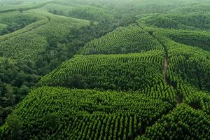 Peran Strategis Industri Kertas dalam Menjaga Hutan Lestari