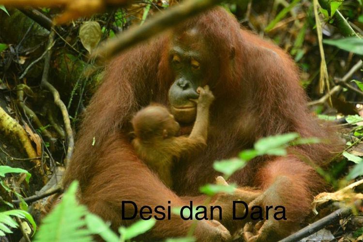 Bayi Dara dan induk Desi. 