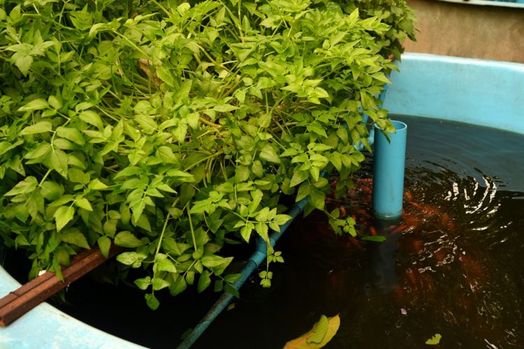 Ilustrasi sistem akuaponik, Ilustrasi menanam akuaponik.