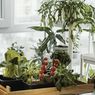 4 Langkah Memulai Kebun Sayur Dalam Ruangan untuk Pemula