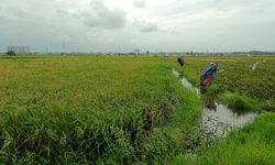 Sawah Menyusut, Petani Gurem Melejit, Alarm Ketahanan Pangan Nasional
